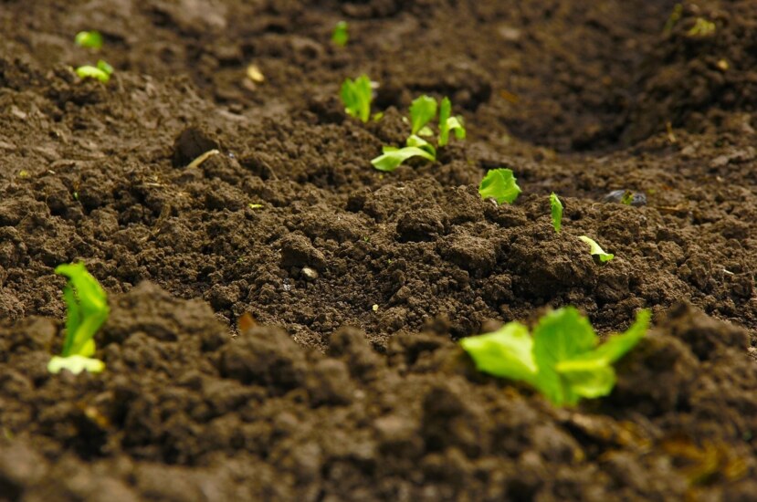 Agricoltura biodinamica all’Università Bocconi. ‘Un curioso concetto di libertà d’impresa’ per gli scienziati agrari